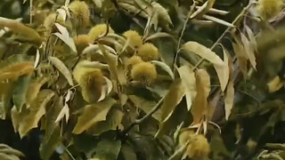 This excessive "picking autumn fruits" is also a kind of autumn pain #pickingautumn #chestnuts #city