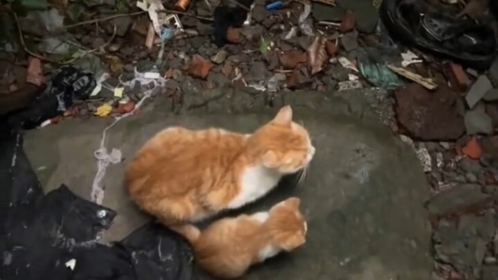 ข้างๆ ลูกแมวตัวเล็กสะอาดๆ ต้องมีแม่แมวอยู่ด้วยเสมอ