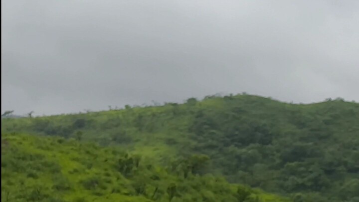 Nature 🍃 | Sakleshpura | Hassan |Karnataka | Evergreen Trees | Western ghats