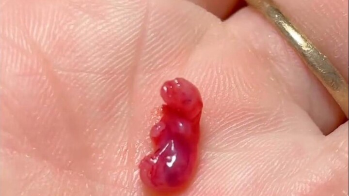 Seorang wanita menemukan bayi hewan yang tak dikenal, lalu dengan rasa penasaran mengadopsinya. Siap