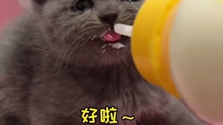 มันดูเหมือนจะไม่อยากให้เรียกว่าเสี่ยวเฮยนะ…ทุกคนช่วยตั้งชื่อใหม่ให้มันหน่อยสิ!