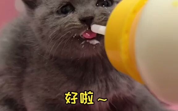 มันดูเหมือนจะไม่อยากให้เรียกว่าเสี่ยวเฮยนะ…ทุกคนช่วยตั้งชื่อใหม่ให้มันหน่อยสิ!