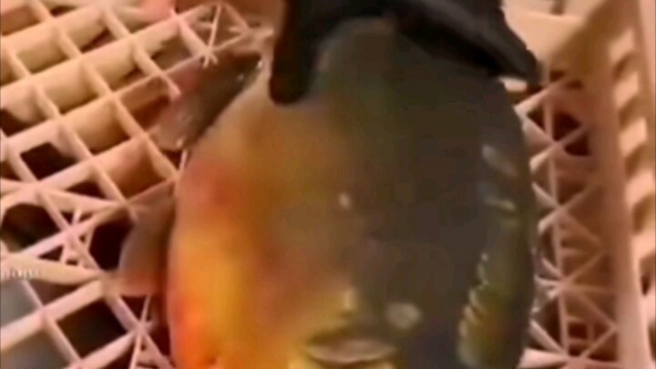 Diam, aku lagi mikir 🤔