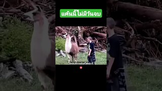 แค้นนี้ไม่มีวันจบ