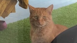 The mysterious big orange cat goes to see the poop scooper of his choice every day, and also drives 
