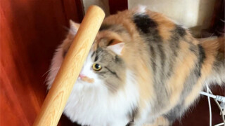 تحت العصا تنشأ ابنة بارة.