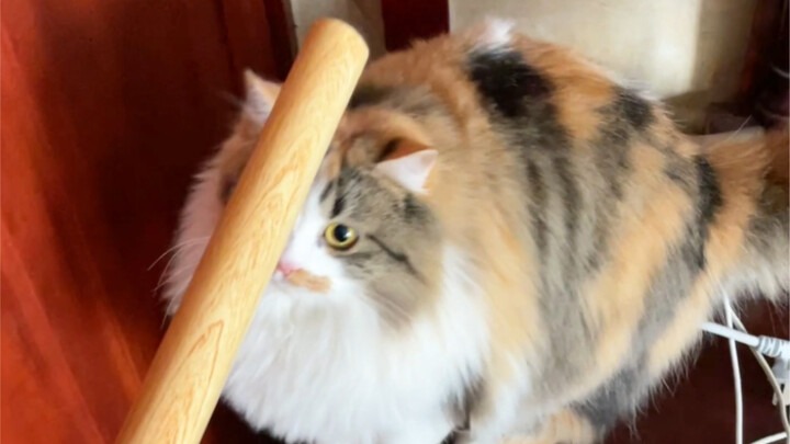 A filial daughter is shaped by the rod.