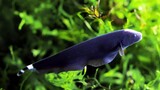 Ikan Black Ghost si ikan hias air tawar unik