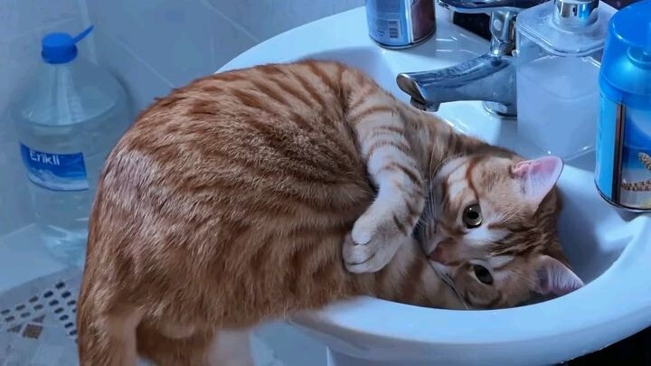 miaw2