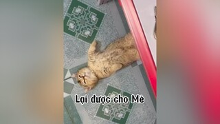 Con mè này lạ lém ạ mèo cat  Cám ơn chị  cho em bé mè.