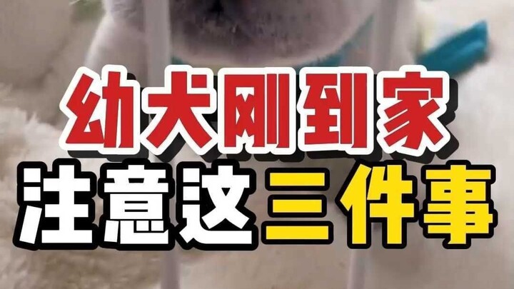 Bringing a Puppy Home: Here Are 3 Things You Need to Watch Out For!