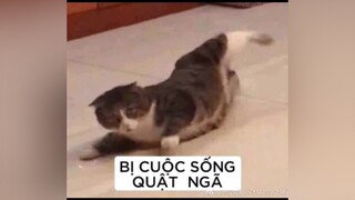 xem đến khúc cuối có hậu trg nha mngxuhuong xuhuongtiktok xuhuong2021 xuhướng xh xhtiktok hài hàihước hàitiktok hàihướcvuinhộn hàihướcvuivẻ