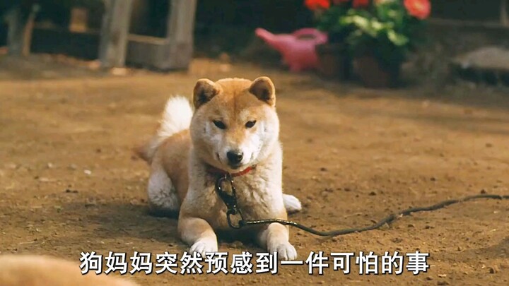 Induk anjing itu tiba-tiba mendapat firasat buruk, lalu ia berteriak dan menggiring kedua anaknya ya
