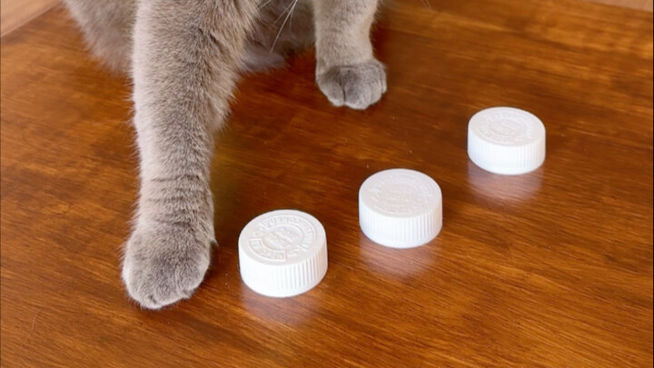 Kucing kecil juga bisa melamun, bahkan kadang-kadang berubah pikiran lho