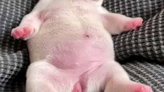 Sleeping dog