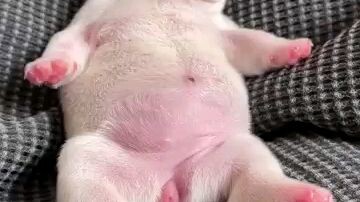 Sleeping dog