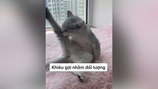 Khiêu gợi nhầm người rồi nha 🤣dongvat chómèo chomeo meocute meo meow mèo_ú