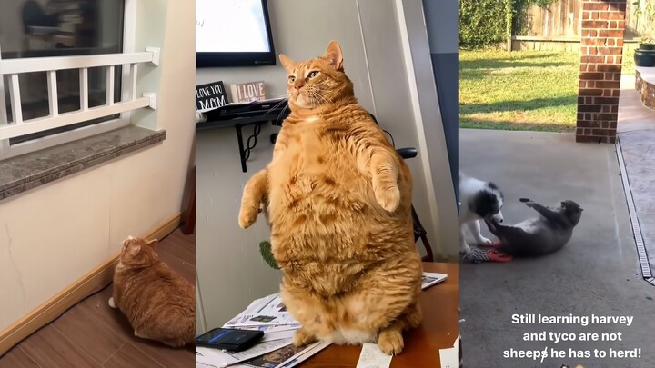 Mèo Mèo: Tôi đã cố hết sức rồi.