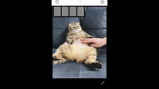 เเมวพี่น่ารักดีนะครับ🥰🥰🥰🥰