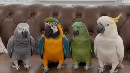 Animals variety #AI VIDEO