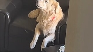The dog thought his owner had gone out without him, so he howled in frustration. But when he found h
