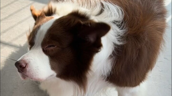 After getting a dog, you have to be extra careful before heading out—absolutely no slip-ups!