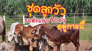 #วัวอเมริกันบราห์มันเด็ดๆชุดเตรียมส่งต่อพันธุกรรม YZ santi farm