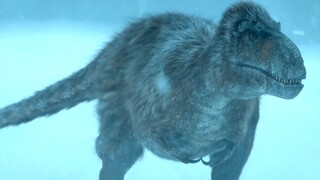 Shattering common sense! Some Tyrannosaurus Rex were actually fluffy like giant bears, spending wint