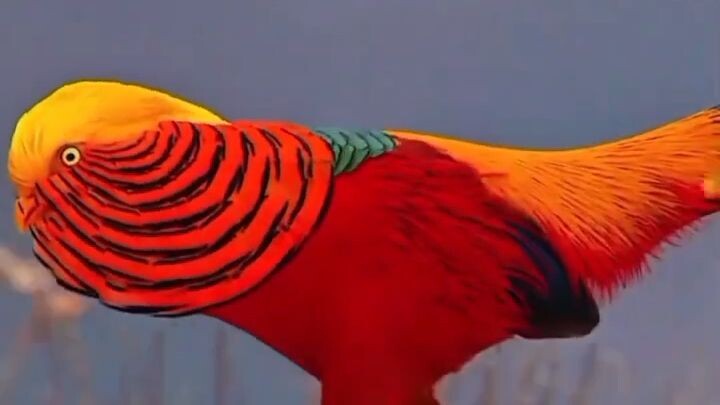 ✨ Golden Pheasant Display ✨