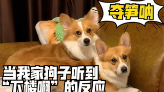 The phrase my dog loves hearing the most is "Let's go downstairs!"