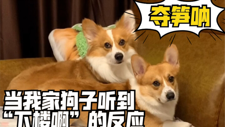 我家狗子最喜欢听到的就是“下楼啊”