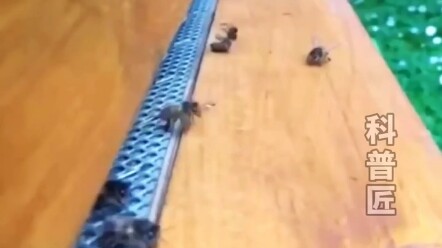 “Car Crashes” in the Animal Kingdom