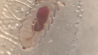 ขำตาย อาหารที่ซื้อมาเลี้ยงงูมีจุดแดงเล็กๆ อยู่บนหนูขาวเคลือบด้วยน้ำค้างแข็ง รู้สึกเหมือนเหาหนู เมื่อ