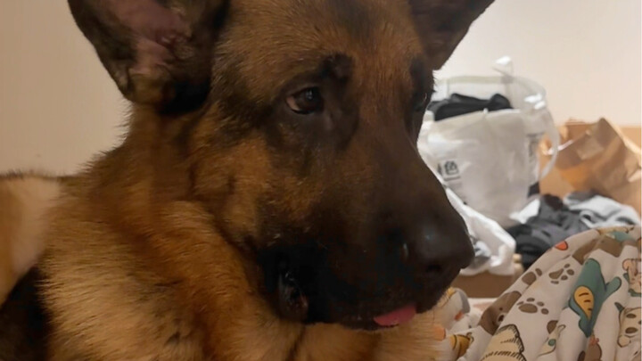 Nggak apa-apa juga punya anak yang agak bodoh, gampang ditipu banget kok!