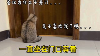 这样的小猫咪有谁能不爱呢？