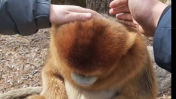 猴：就离谱 头发都薅没了