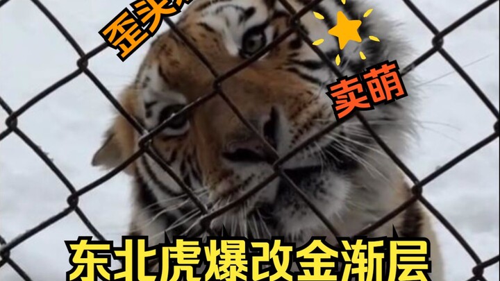 Amur Tiger: Just call me Mimi!