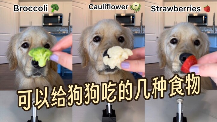 Beberapa jenis makanan yang aman untuk anjing