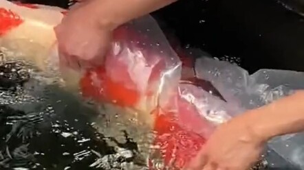 Yang Lihat Dapat Hoki # Koi Keberuntungan # Siapa Lihat Koi Langsung Makin Beruntung # Hoki!