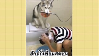 เพื่อนตัวน้อย สัตว์เลี้ยงแสนซน : ฮักส์กี้เพื่อนสุดซน