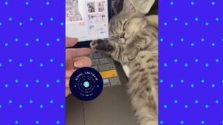 Sự dễ thương không giới hạn