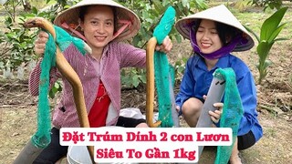 Đặt Trúm Trúng Mánh Dính Lươn Siêu To Về Um Lá Cách  | NĐMT#147
