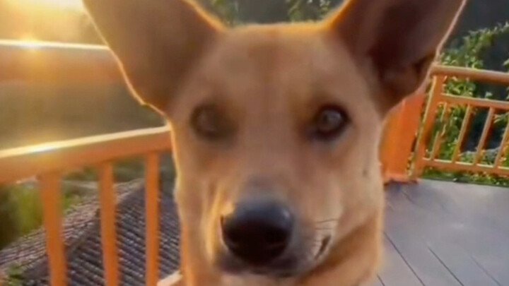 ต้าหวงนี้มีความสามารถและมีคุณธรรม!