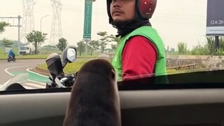 Bagaimana bisa ada spesies yang begitu lucu