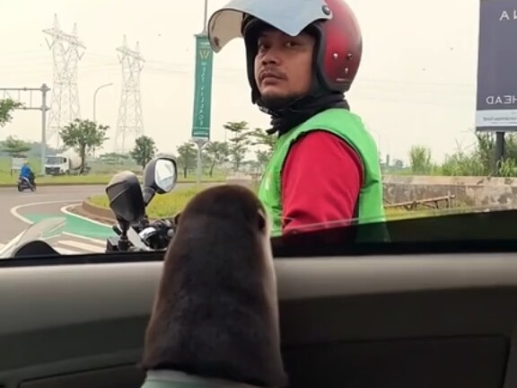 Bagaimana bisa ada spesies yang begitu lucu