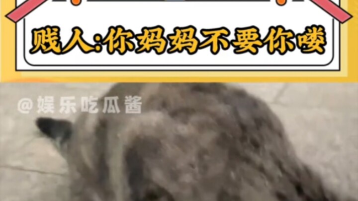 Bitch: Your mom doesn’t want you anymore = #Funny #Unexpected #Cat