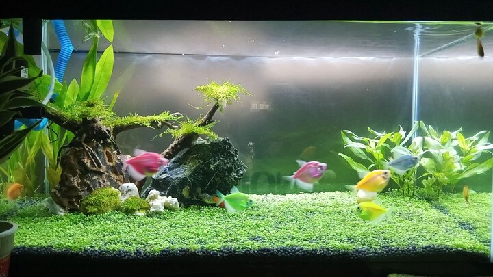 aqua pets