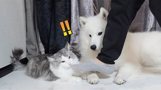 "بلا قصد" تدوس على جيو جيو القط أو الكلب!؟