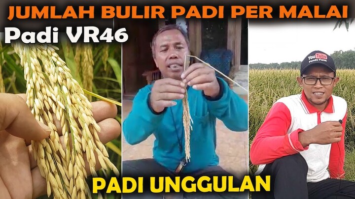 JUMLAH BULIR PADI PER MALAI | PADI VR46 PANDU FARM
