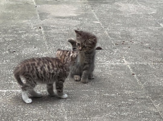 The little milk cat is in a fight! Even the kids at kindergarten fight harder than this!